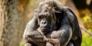 chimpanzee altruism