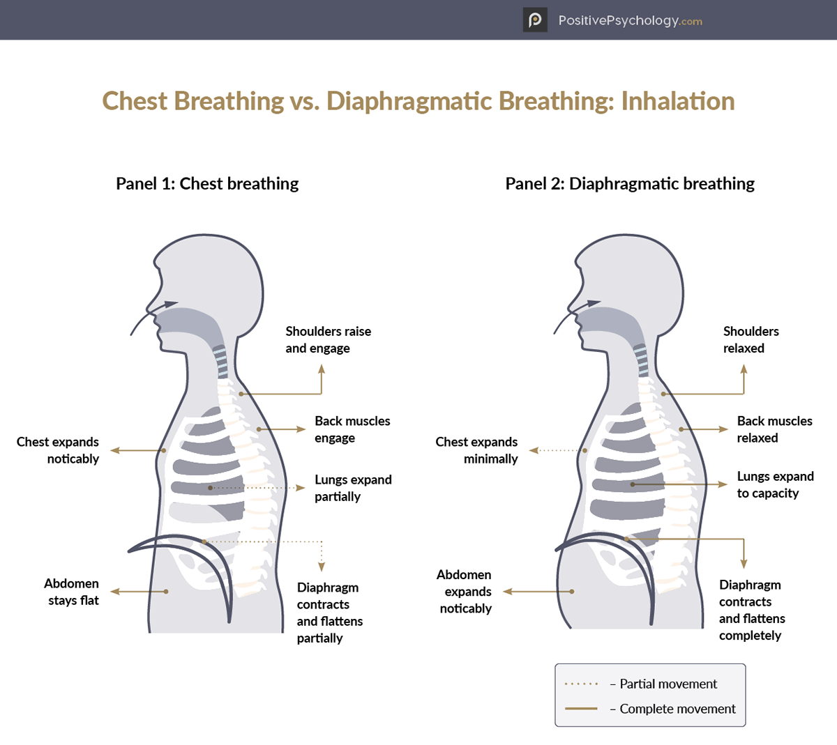 Chest breathing vs Diaphragmatic breathing Diagram