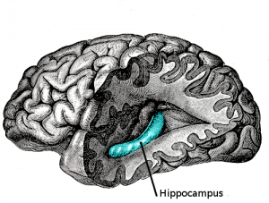 Hippocampus and Mindfulness. 